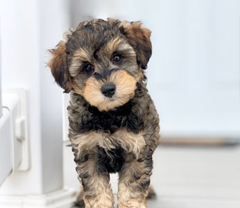 schnoodle puppies for sale