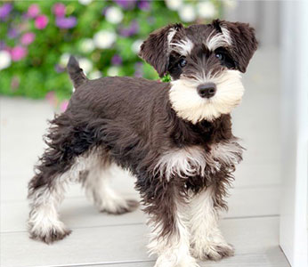 miniature Schnauzer puppies for sale