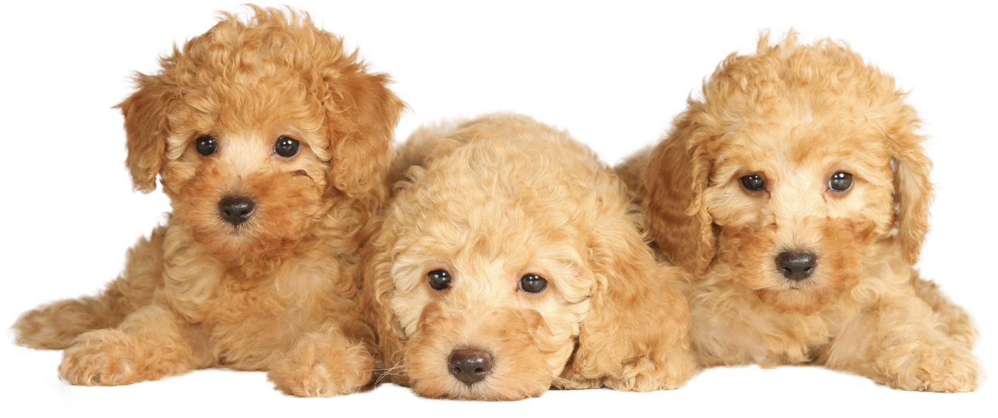 Find puppies for sale near best sale me cheap