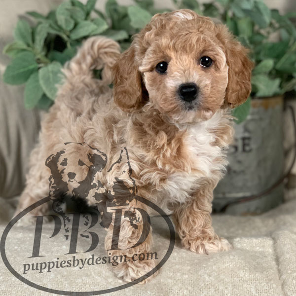 Carmi Puppies By Design Online