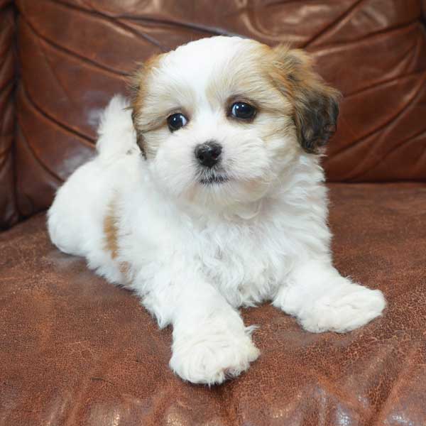 teddy bear puppies for sale indiana