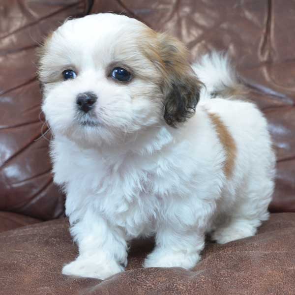 teddy bear puppies for sale indiana