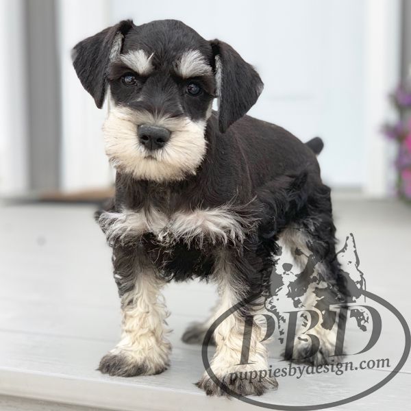 northeast indiana mini schnauzer puppies for sale