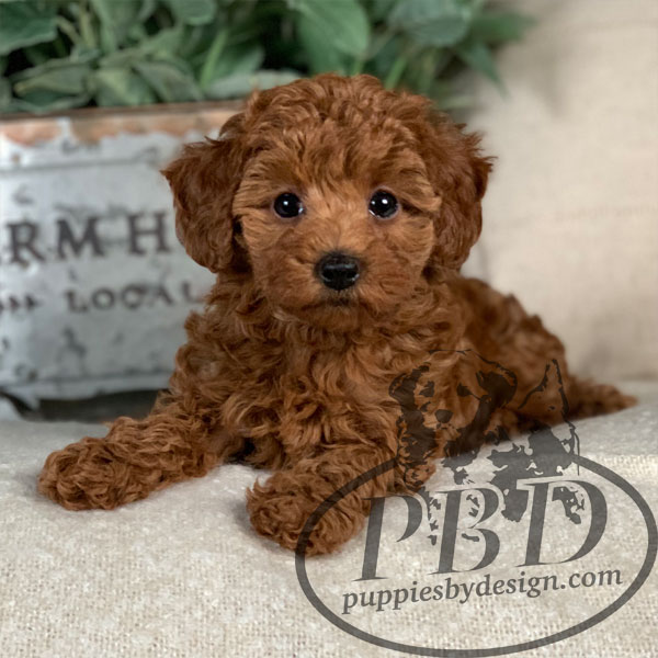 toy poodle puppy breeders near me