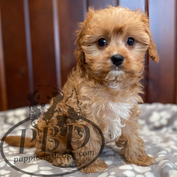 Jay Puppies By Design Online