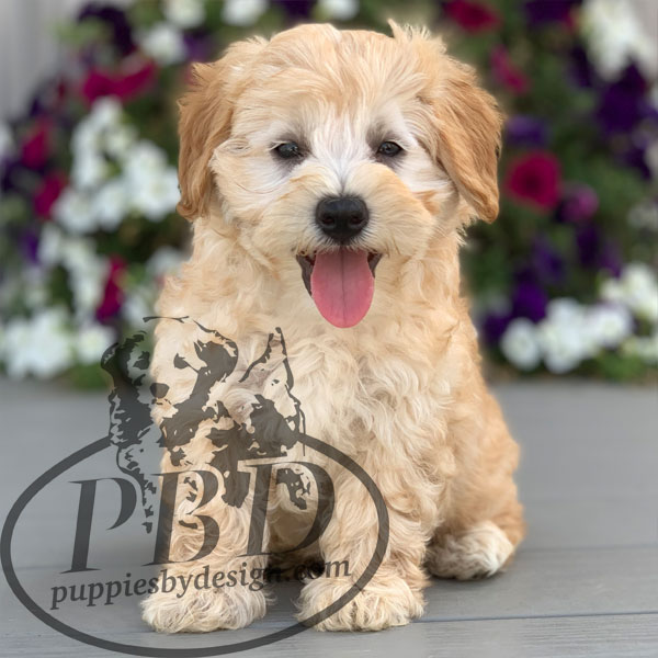 Ham Puppies By Design Online ham-puppies-by-design-online