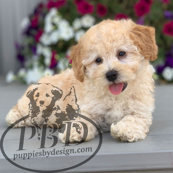 Knox Puppies By Design Online