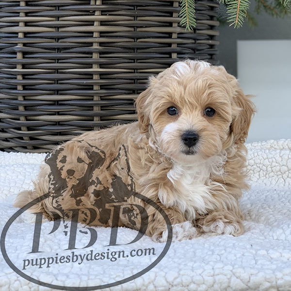 Beatrice Puppies By Design Online