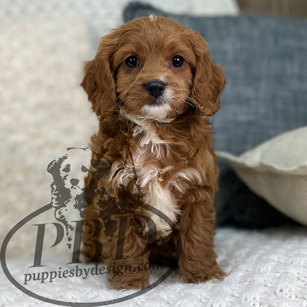 Burke - Puppies By Design Online