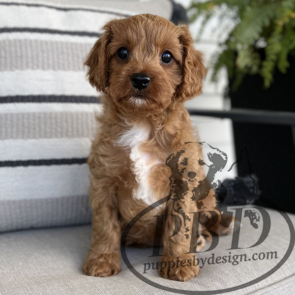 Neptune Puppies By Design Online