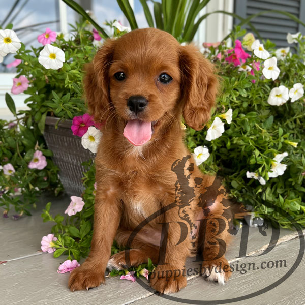 Victoria - Puppies By Design Online