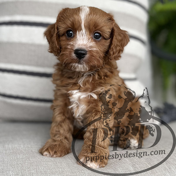 Chocolate Puppies By Design Online