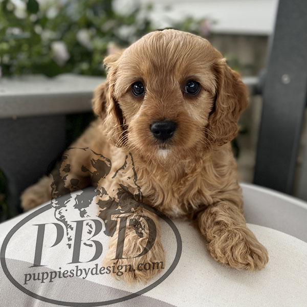 Peaches Puppies By Design Online