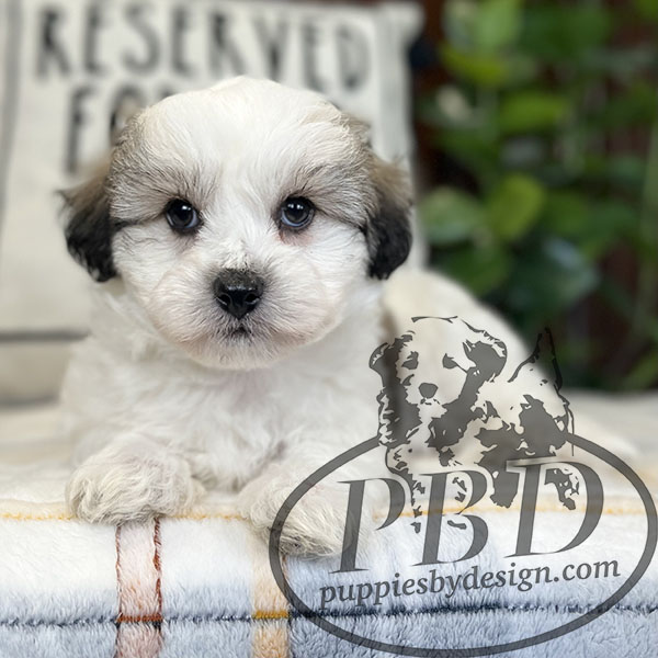 coton de tulear puppies for sale in indiana
