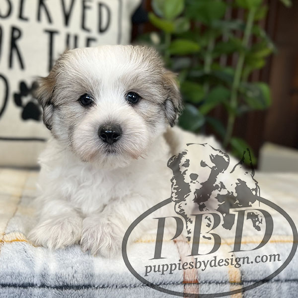 coton de tulear puppies for sale
