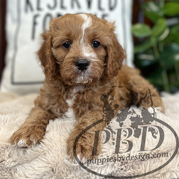 Wyatt - Puppies By Design Online